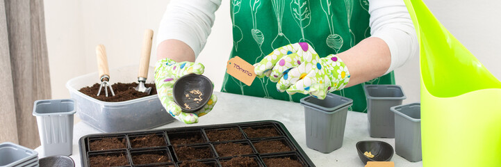A woman gardener plants tomato and pepper seedlings in plastic forms