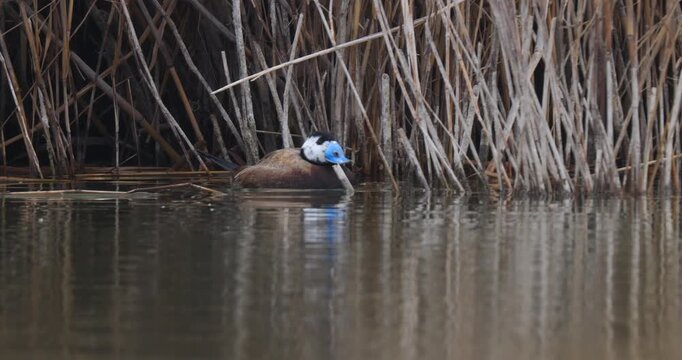 White-headed duck, a swimming duck species, usually lives in fresh waters and sea coasts. They feed by eating living creatures, greenery and plankton in the water with their spatula-shaped beak.
