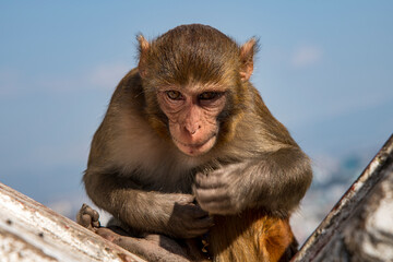 Playful macaque at Swayambhunath, the famous Monkey Temple in Kathmandu, Nepal, captured in a close-up portrait. Curious and mischievous, the monkey displays expressive eyes and detailed fur while sea
