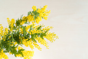 ミモザの花のアップ