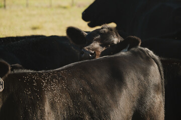 Black angus cattle herd with flies during summer closeup, pest concept on ranch.
