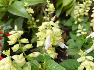 Fototapeta premium White Salvia is blooming in the flower garden.
