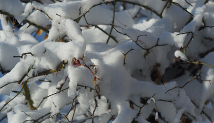 Snow covered the tree branches.