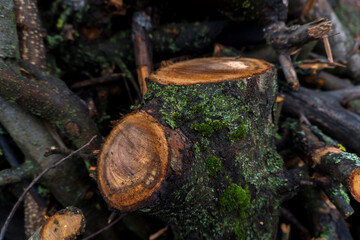 chopped fruit firewood for heating the house or for cooking meat on the grill
