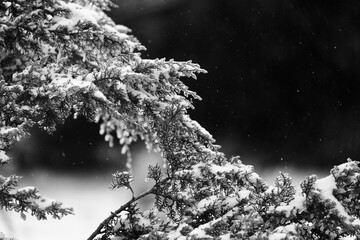Snow on juniper plant closeup in Texas landscape with blurred background during winter season.