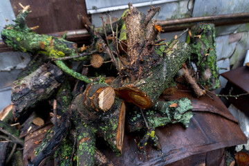 chopped fruit firewood for heating the house or for cooking meat on the grill