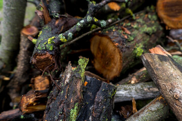 chopped fruit firewood for heating the house or for cooking meat on the grill