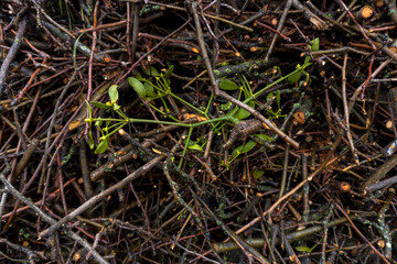 chopped fruit branches brushwood firewood for heating the house or for lighting a wood-burning stove or barbecue