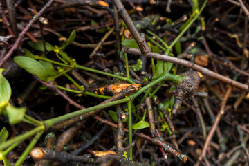 chopped fruit branches brushwood firewood for heating the house or for lighting a wood-burning stove or barbecue