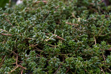 Decorative green thick bushes of flowers in the backyard in autumn