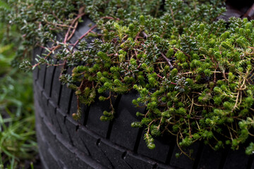 Decorative green thick bushes of flowers in the backyard in autumn