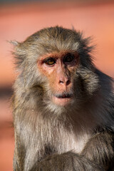 Obraz premium Playful macaque at Swayambhunath, the famous Monkey Temple in Kathmandu, Nepal, captured in a close-up portrait. Curious and mischievous, the monkey displays expressive eyes and detailed fur while sea