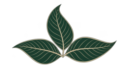 Three green leaves illustration