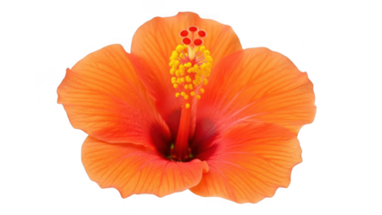 Vibrant orange hibiscus bloom
