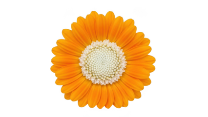 Bright yellow daisy in full bloom