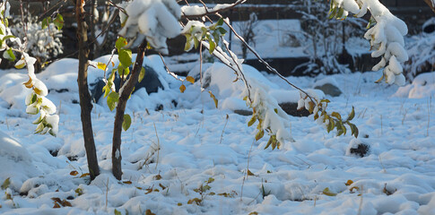 The branches and leaves of the tree are covered with thick snow.