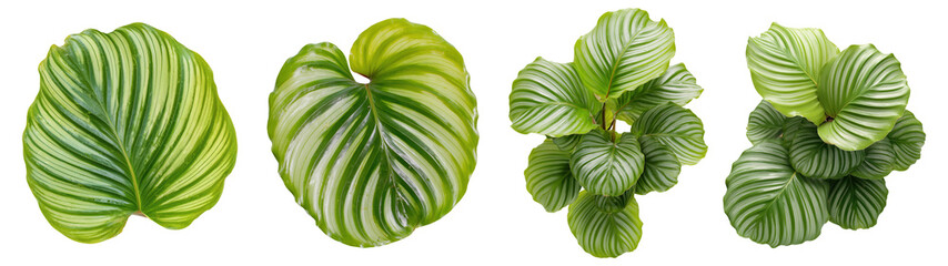 Set of plants, Calathea orbifolia, isolated on transparent background. Fresh meat for cooking, food preparation, and advertisement.