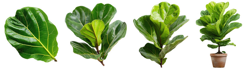 Set of plants, Fiddle-Leaf Fig, Ficus lyrata, isolated on transparent background. Fresh meat for cooking, food preparation, and advertisement.