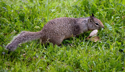 squirrel on the grass