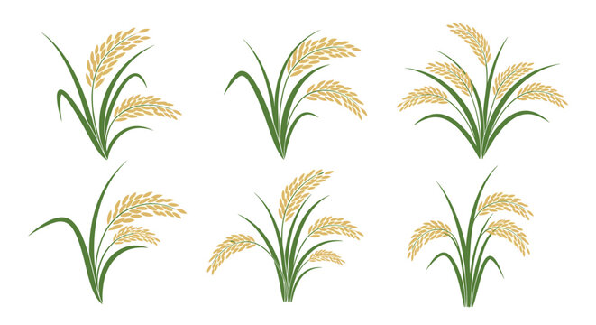 Collection of realistic illustrations of golden rice ears with green leaves in different cluster arrangements on a white background.