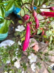 The unbloomed red Lady In Black flower.