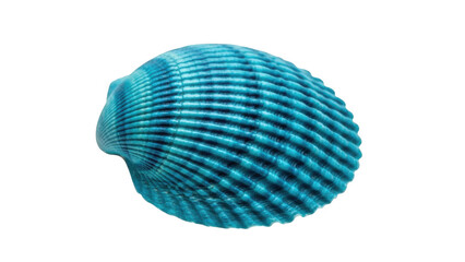 Bright blue shell on white background