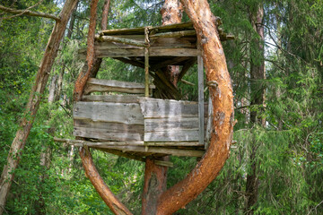 A makeshift hut at a height between the branches of a pine tree