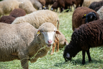 A flock of sheep on an agricultural farm eats dry grass