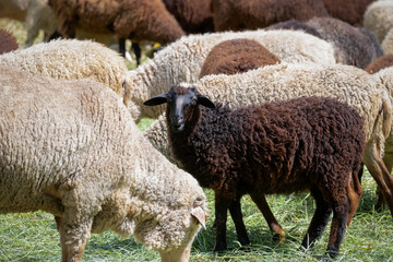 A flock of sheep on an agricultural farm eats dry grass