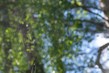 A spider made a web on the branches of a tree