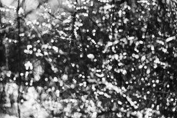Ice sparkling in Texas winter season nature in black and white.