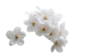 White flowers bloom on branches during springtime in a garden setting with clear skies above