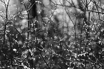 Mini donkey standing in farm field with copy space on background in black and white.