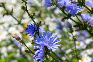 Blooming chicory in the meadow, medicinal wildflower. Chicory root replaces coffee