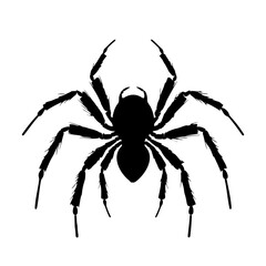 Fototapeta premium Detailed black silhouette of a spider with hairy legs. Pictogram of nature, danger, or Halloween. Vector illustration.