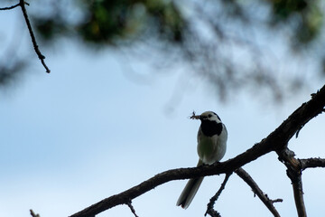The wagtail with an insect in its beak is a small songbird from the order of passerines, the wagtail family