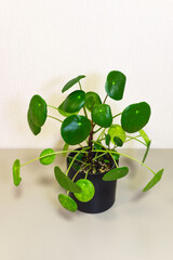 Pilea peperomioides (Lat. Pilea peperomioides) is unusual, beautiful houseplant with flat, round green leaves in black ceramic pot on table next to white wall. Growing home plants as a hobby