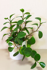 Peperomia obtusifolia (Lat. Peperomia) is a beautiful, popular, and easy-to-grow houseplant with thick green leaves in a white pot on a light table. Growing houseplants as a hobby