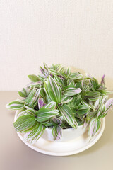 Tradescantia striata or Tradescantia zebrina white-pink (Lat. Tradescantia zebrina) - popular beautiful indoor plant with striped variegated leaves in white ceramic pot on table near white wall