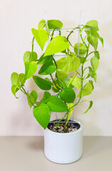 Scindapsus neon Epipremnum (Lat. Scindapsus) is a beautiful, popular indoor vine with bright green, variegated leaves in a white pot on a light table. Growing houseplants as a hobby