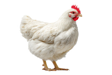 Fototapeta premium White chicken stands on a plain surface with a clear background in a simple setting without other animals or objects present