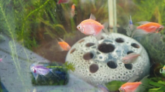 Glofish tetras. Gymnocorymbus ternetzi, Black Tetra, Black Skirt Widow Tetra or Petticoat, popular freshwater fish in aquarium trade. Distinctive dorsal fin. Characin family Acestrorhamphidae