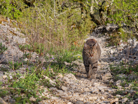 Tabby female cat walking on a rocky forest path outdoors - Powered by Adobe