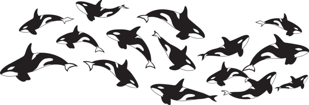 Set of swimming orca whales isolated on transparent background