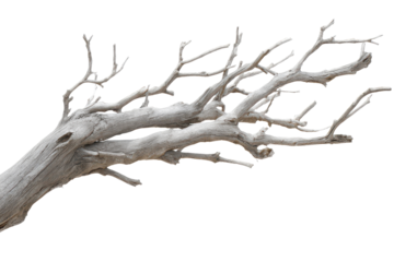Dry tree branches reaching out in a clear white background, showcasing unique shapes and textures of wood