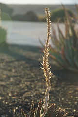 Aloe, flower, nature, spain, lanzarote, sunrise, garden, canary islands, august 2025