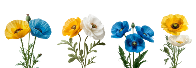 Beautiful poppy flower isolated on transparent background

