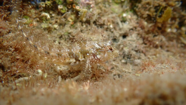 Zvonimir's blenny (Parablennius zvonimiri) undersea, Ligurian Sea, Italy, Imperia