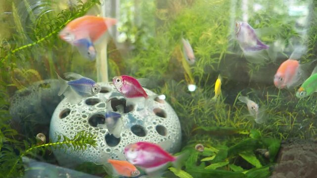 Glofish tetras. Gymnocorymbus ternetzi, Black Tetra, Black Skirt Widow Tetra or Petticoat, popular freshwater fish in aquarium trade. Distinctive dorsal fin. Characin family Acestrorhamphidae