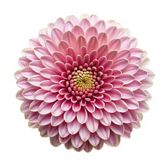 Pink Dahlia Flower on White Background